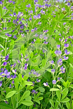 Blue wild indigo (Baptisia australis)