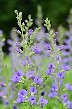 Blue wild indigo baptisia australis