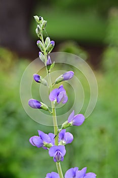 Blue wild indigo baptisia australis