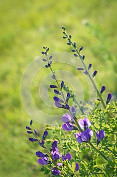 Blue wild-indigo