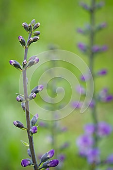 Blue wild-indigo wildflower closeup