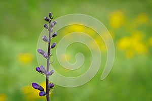 Blue wild-indigo wildflower closeup