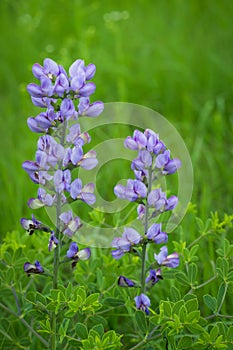 Blue wild-indigo wildflowers