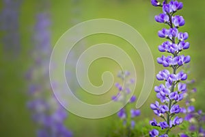 Blue wild-indigo wildflowers background