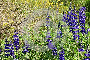 Blue wild Lupin flowering plant grows in nature on sunny day
