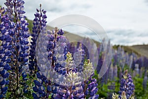 Blue wild lupines (Lupinus perennis) flowers in the field