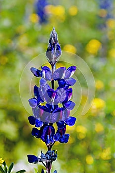 Blue wild Lupines in the meadow Jezreel valley Israel