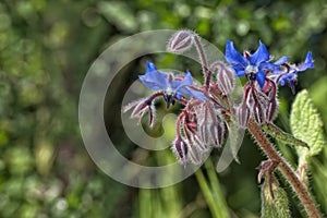 blue borage flower