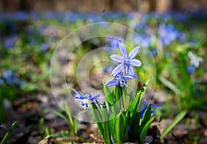 Blue wild spring flowers