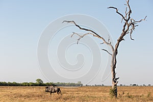 Blue wildebeast and tree