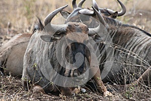 Blue wildebeest