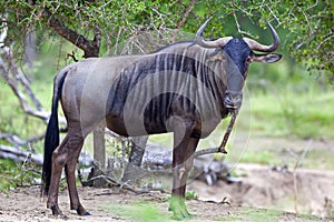 Blue Wildebeest