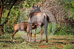 Blue Wildebeest