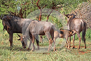 Blue Wildebeest