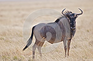 Blue Wildebeest