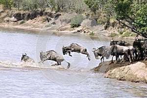 Blue Wildebeest