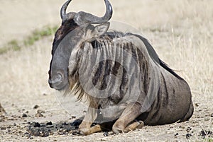 Blue Wildebeest photo