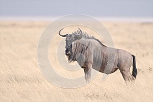 Blue wildebeest