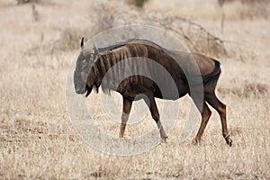 Blue wildebeest