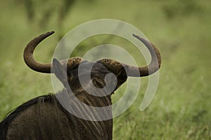 Blue Wildebeest photo