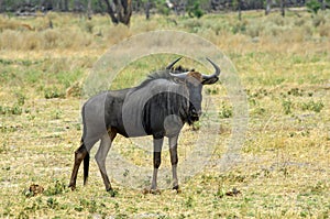 Blue Wildebeest photo