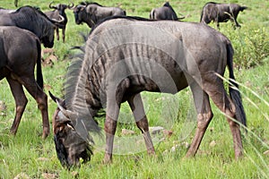 Blue Wildebeest