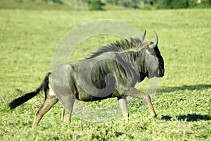 Blue Wildebeest