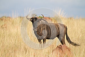 Blue wildebeest