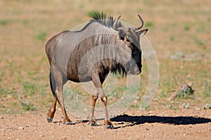 Blue wildebeest