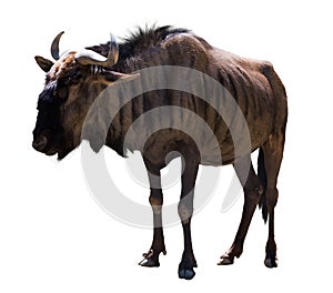 Blue wildebeest