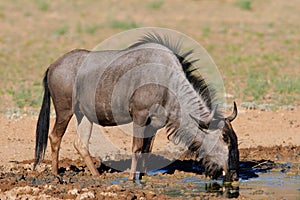 Blue wildebeest