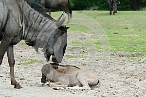 Blue wildebeest