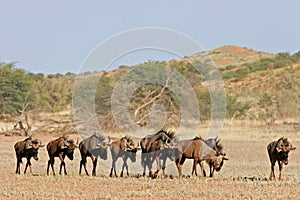 Blue wildebeest