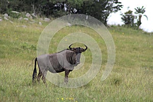 Blue Wildebeest.