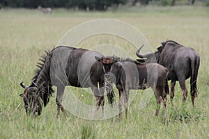 Blue Wildebeest in Africa.