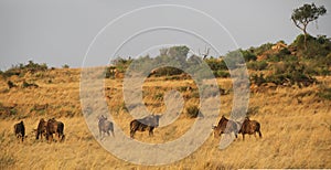 Blue Wildebeest in Africa. photo