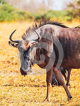 Blue wildebeest in african savanna