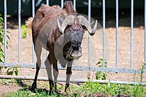 Blue Wildebeest aka white bearded wildebeest or brindled gnu in zoo