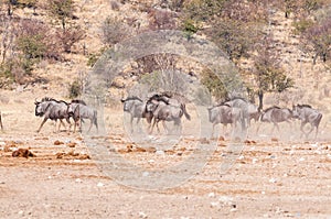 Blue wildebeest, also called brindled gnu, Connochaetes taurinus, running