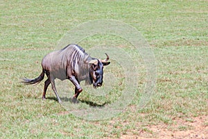 Blue wildebeest also known as the brindled gnu.