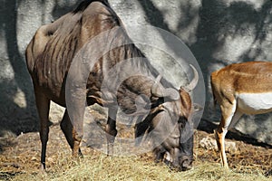 The blue wildebeest animal eatting dry hay food in garden at thailand