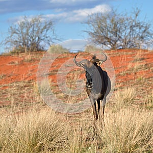 Blue wildebeest antelope