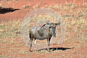 Blue wildebeest antelope