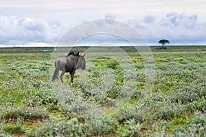 Blue wildebeest antelope, Africa