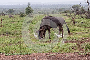 Blue wildebeest antelope grazing