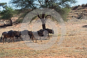 Blue wildebeest antelopes