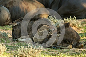 Blue Wildebeest babies Connochaetes taurinus laying in shade on green grass