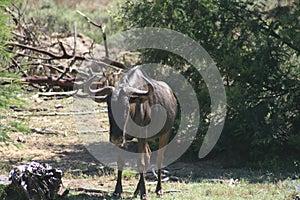 Blue Wildebeest or Brindled Gnu