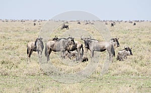 Blue Wildebeest or Brindled Gnu Connochaetes taurinus in Migration on the Serengeti