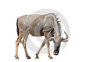 Blue Wildebeest Brindled Gnu isolated on white background